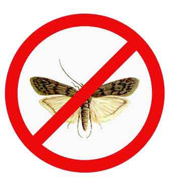 Die Motten sind Feinde eines Wollteppichs Kleidermotte Tineola biselliella ist am häufigsten vorkommenden Textilschädling